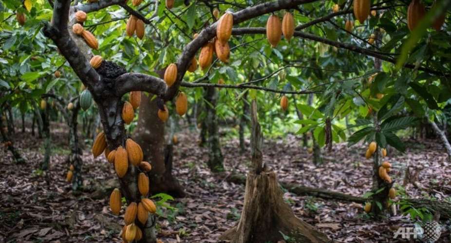 Convert Ghana's cocoa sector to 100 organic production and bedrock it with ESG, agroforestry and climate-smart farming