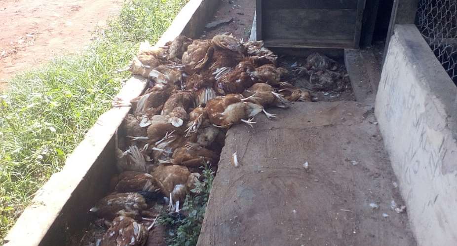 Poultry Disease Attacks Birds In Dormaa