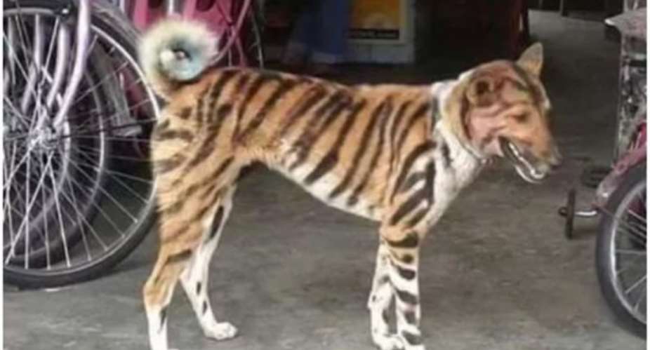 Farmer Paints His Dog Like Tiger To Scare Away Invading Monkeys