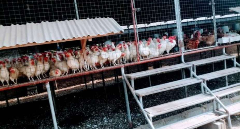 Bird flu strikes poultry farms in Bediako