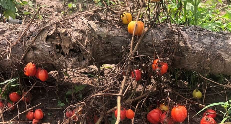 Berekum: Tomato farmers flee over loans default, some threaten suicide as their produce rot for lack of buyers