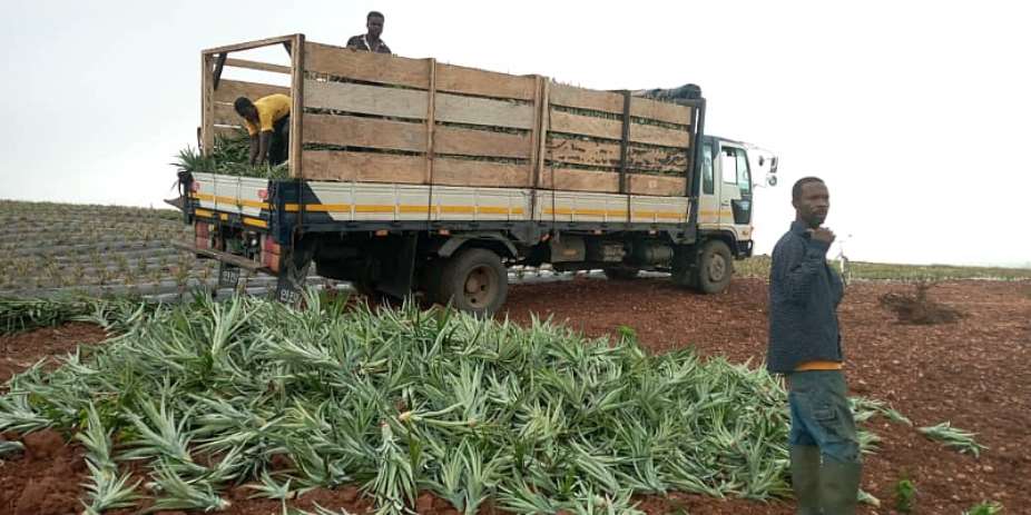 Enoo Mutaku Farms in Ekumfi emerges best pineapple famer in Central Region
