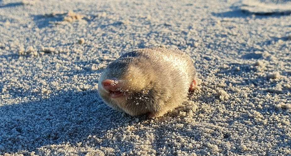 De Wintonamp;39;s golden mole was in November 2023 through environmental DNA tracking after being not being sighted since 1937. - Source: JP Le Roux