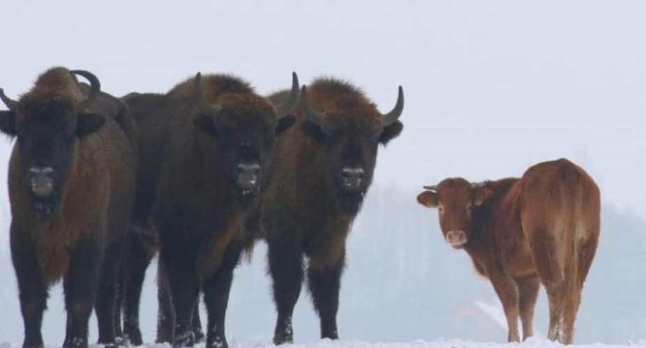 Domesticated Cow Runs Off To Live With Bison In The Wild