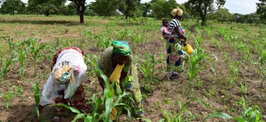 Transform Ghanas Economy Through Smallholder Farmers- ASFA To Govt