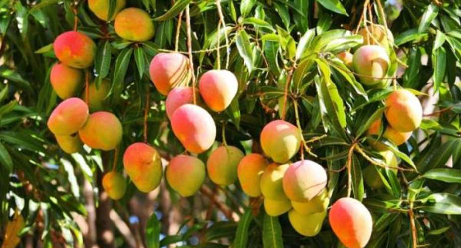 Mango Farmers Want Govt Support To Fight Black Bacteria Disease