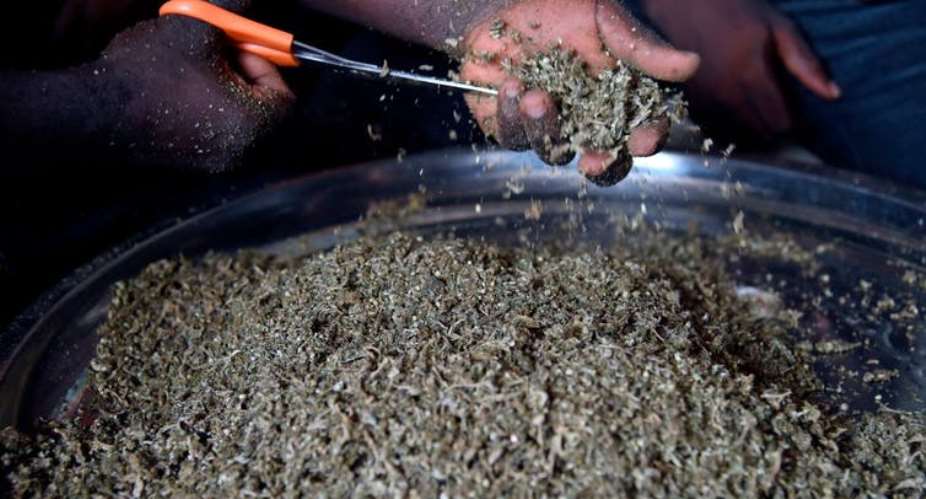 A vendor cuts cannabis popularly known as marijuana for sale in Nigeria.  - Source: Pius Utomi EkpeiAFPGetty Images
