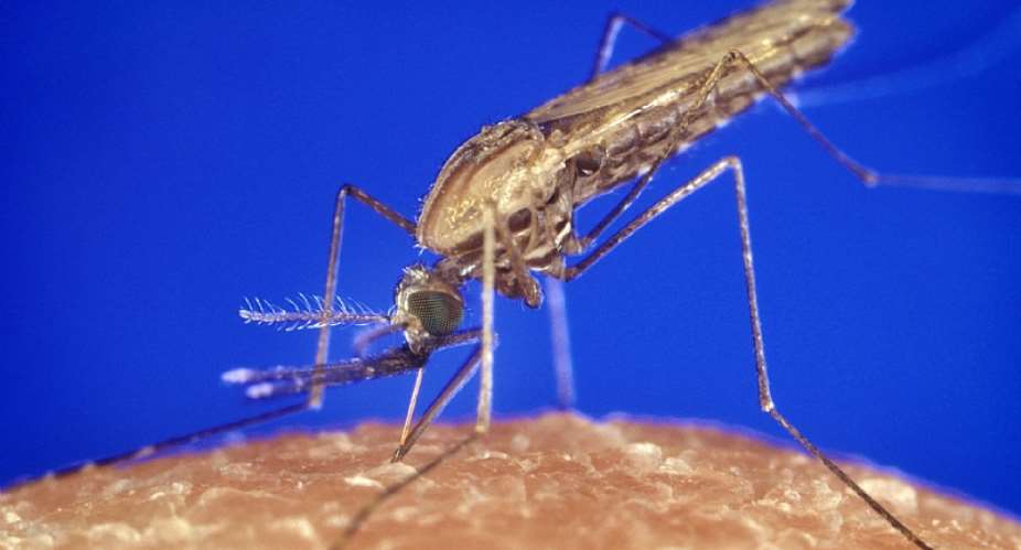 The anopheles gambiae mosquito transmits malaria to humans. - Source: James GathanyEverett CollectionShutterstock
