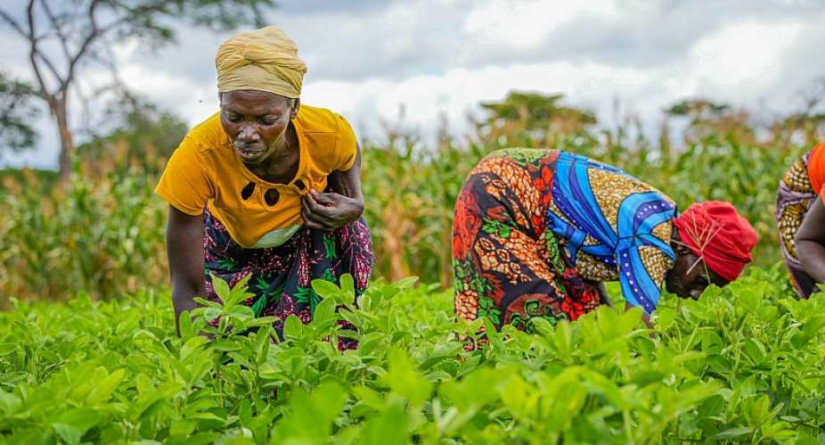 Agriculture policies must benefit smallholder farmers, says Development Consultant