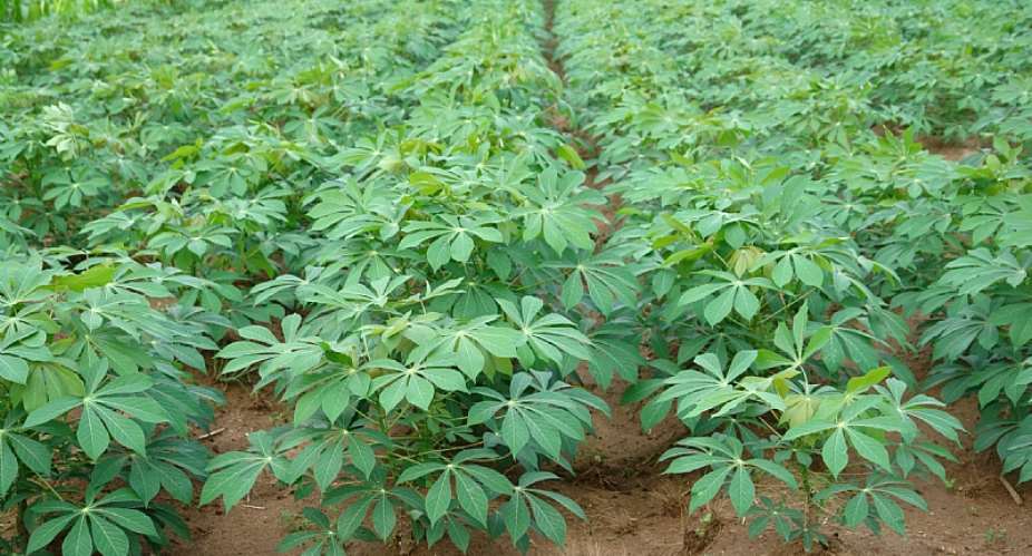 ACAI Scientist And Partners To Meet In Zanzibar To Review Progress In Cassava Agronomy