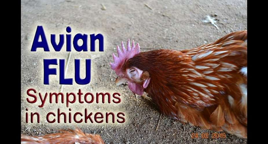 Bird Flu outbreak in Upper East Region surges