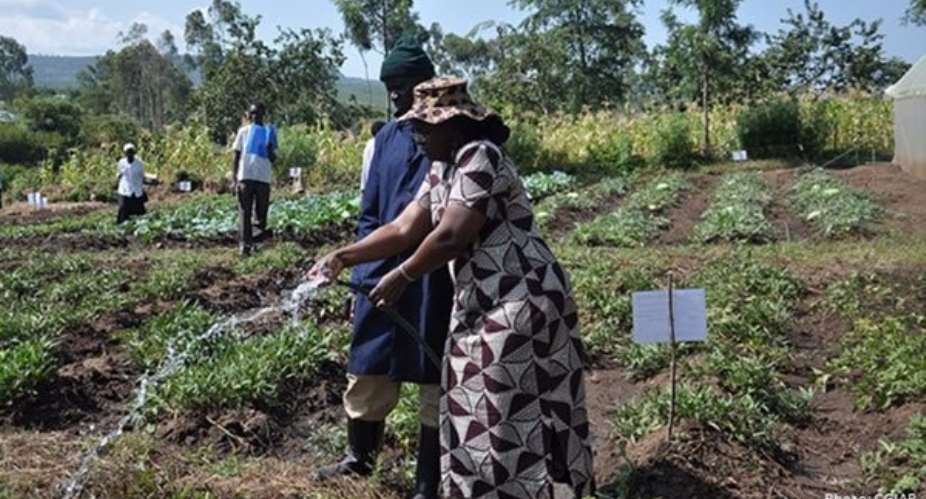 Access to credit, technology improves crop yield among smallholder farmers - Report