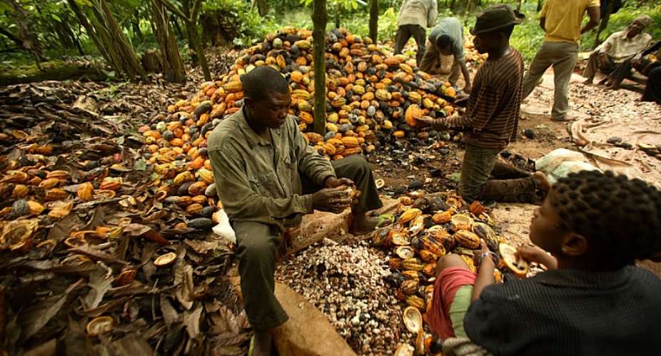A Liberian cocoa grower whose free enterprise market rights are to be usurped by Lebanese and Arabbusiness people who will become sole buyers and exporters of cocoa from Liberia.