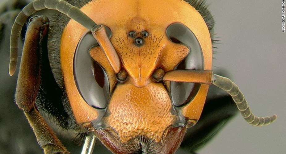 Hornets have stung several hundred people in China, killing at least 19