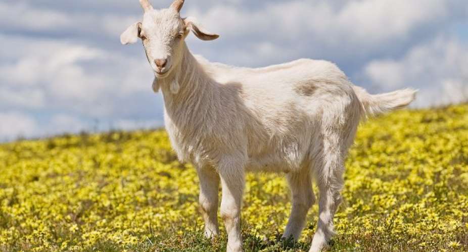 Carjacker Accused Of Kidnapping Sleeping Passenger And Goat