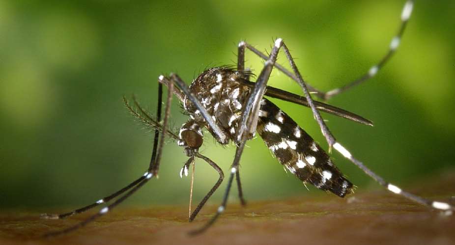 Mosquito or any bloodsucking insects don't transmit HIV — NACP