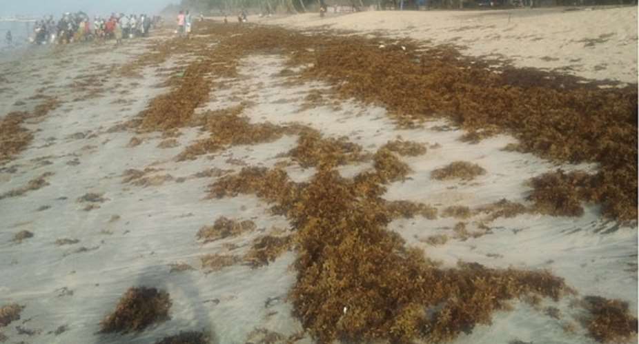 Ghanas Seaweed Challenge: Thinking Loud Than Worse: Perspectives From The Community