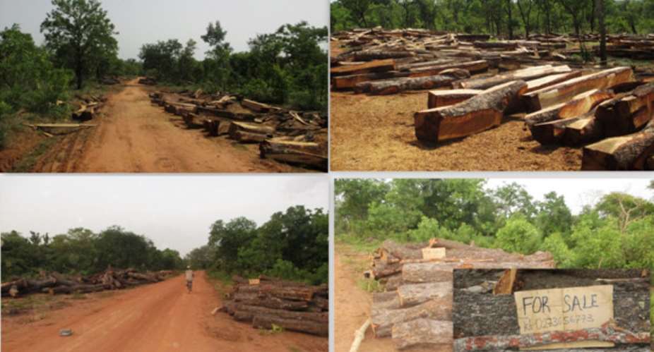 MERCHANTABLE ROSEWOOD TIMBER NOW SOLD IN NORTH AND WEST GONJA DISTRICTS LIKE FIREWOOD