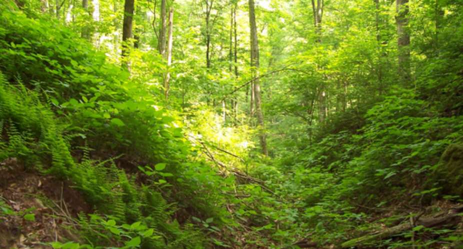 NGO Calls For Attitudinal Change To Preserve Ghana's Green Forest