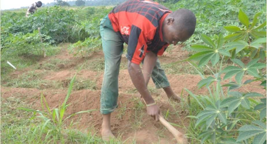 A Young Farmer Weeding Cassava Farm
