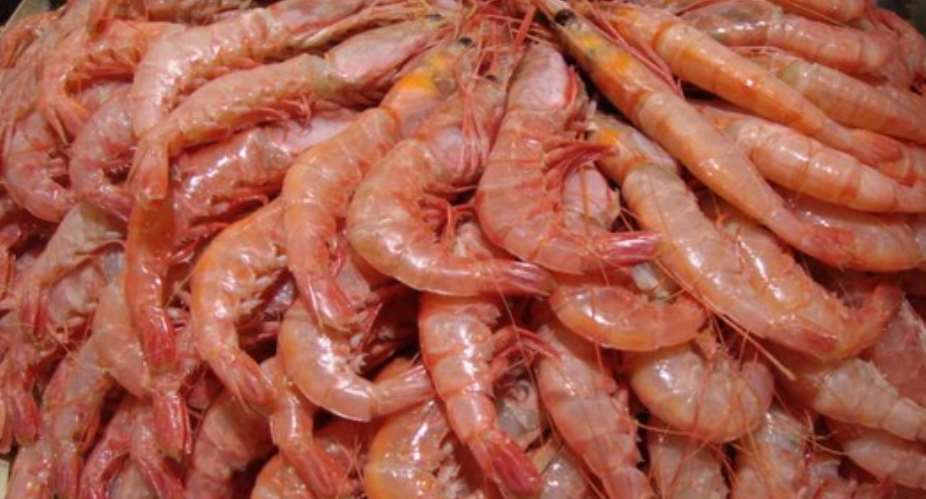 New Shrimp Species Discovered In Cape Peninsula Waters