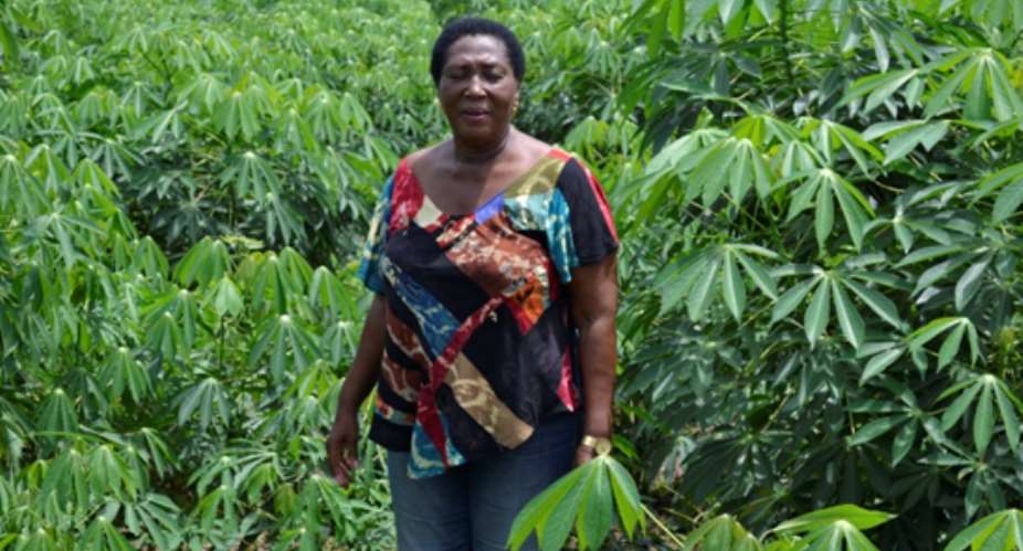Mrs. Janet Gyimah-Kessie In Her Cassava Farm