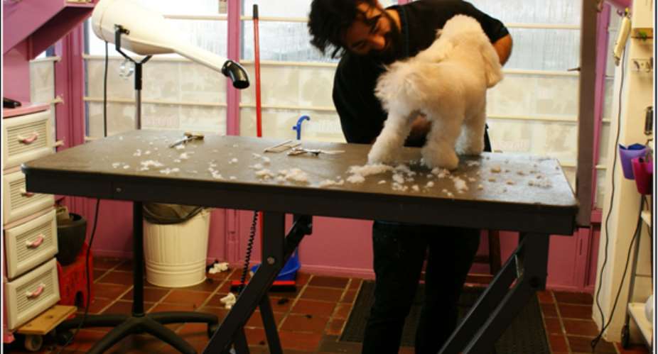 A Visit To A Dog Salon In Amsterdam