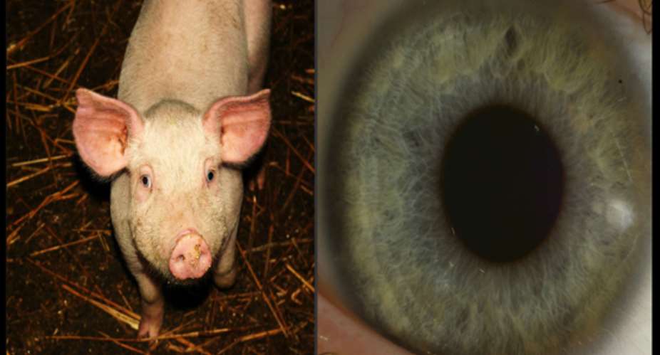 Pig Eyes For The Blind Men And Women In China: What Do You Say About It?
