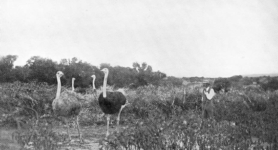 In the nineteenth century, improved breeds and new agricultural technology underpinned exports of ostrich feathers from South Africa. - Source: powerofforever/iStock/Getty Images Plus