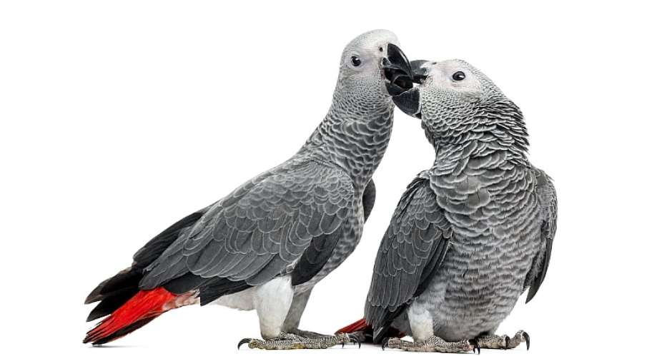 African grey parrots – cruel conservation concern and pandemic threat discovered in voodoo markets