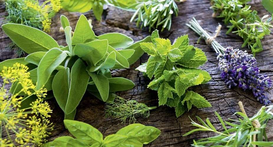 Medicinal plants help keep children healthy in South Africa: 61 species were recorded