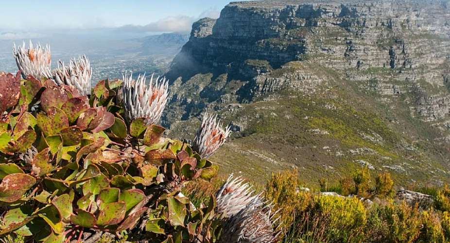 Cape Town’s wildflowers are a world treasure: six insights from a new checklist