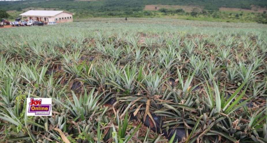 Ekumfi Factory Gets 5 Million Pineapple Suckers Under 1-D, 1-F