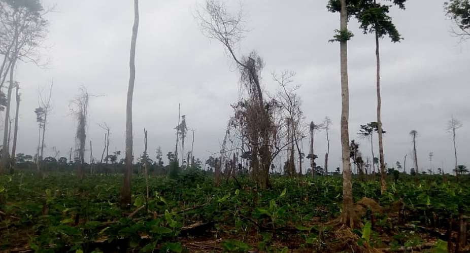 Ghana included in 2020 Deforestation Fronts Report