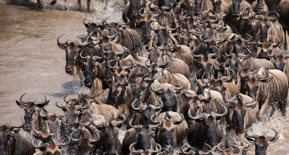 Migrating animals face collapsing numbers – major new UN report