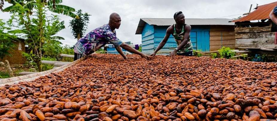 Cocoa industry under threat as major chocolate companies fail to honour pledge to end deforestation