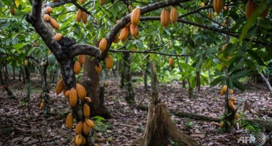 Ghana loses 39,497 hectares of forest due to cocoa production since 2019 — Mighty Earth report reveals
