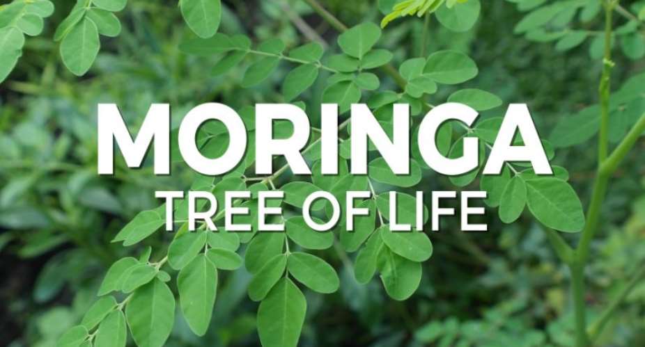 The Benefits of Moringa Trees: Reducing Carbon Emissions and Driving Economic Growth in Communities