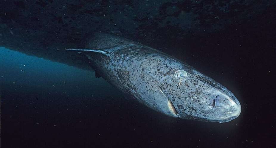  Wikimedia Commons