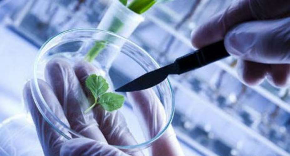 Ghana Remains Poised For Biotechnology—Report