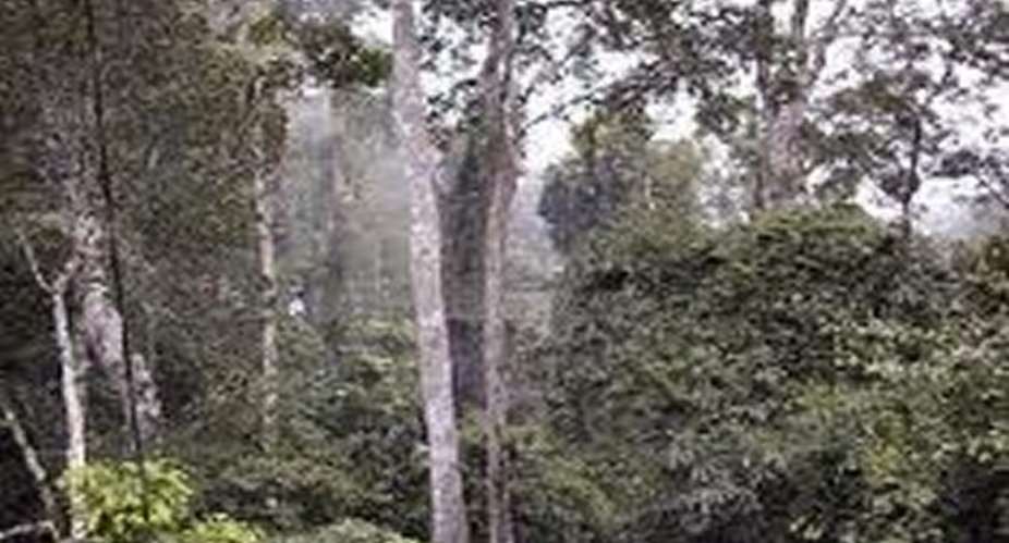 Forestry advocacy group charges Lands minister to sanitise forest sector