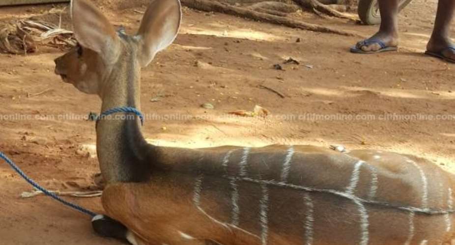 How Dzodze Antelope Met It's Untimely Death