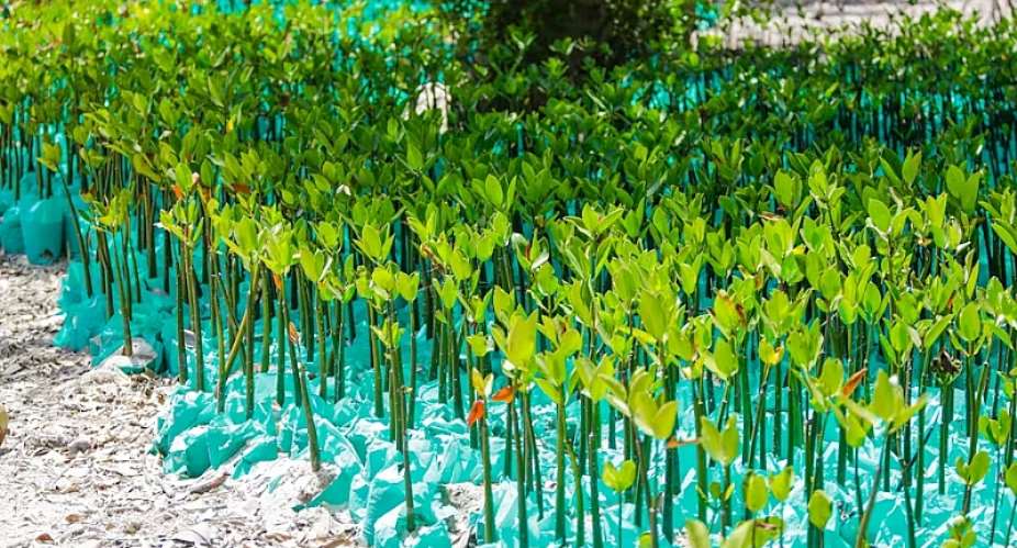 Green skills to help nature repair itself are scarce: what we’re doing to train more experts in South Africa and Senegal