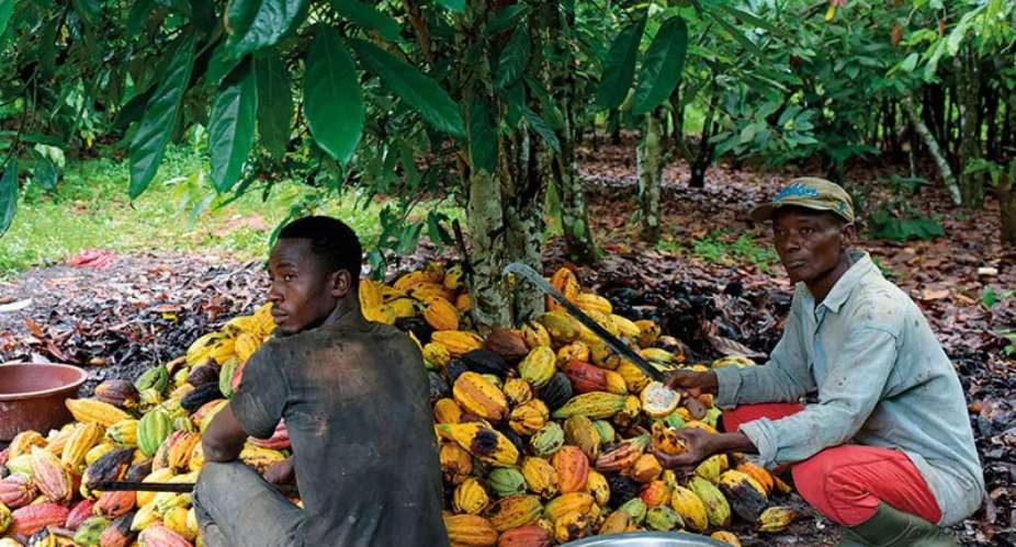 Rethinking the Cocoa Price Reduction: A Case for Stability and Farmer Protection