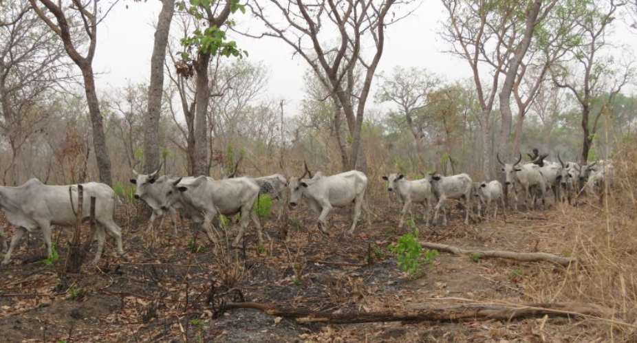 Tension Hits  Amponsahkrom Over Fulani Herdsmen