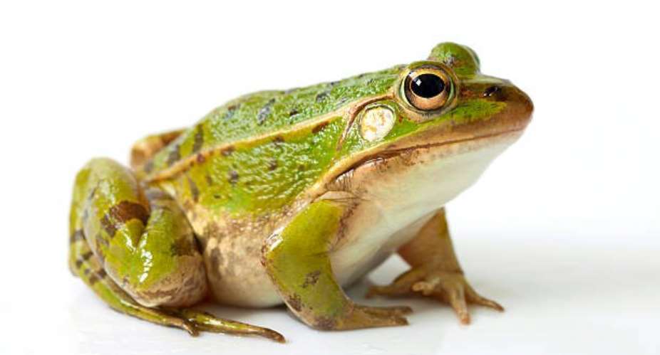 Conservation of Ghana’s threatened frogs: CSIR-FORIG discovers two potential new species for formal scientific description