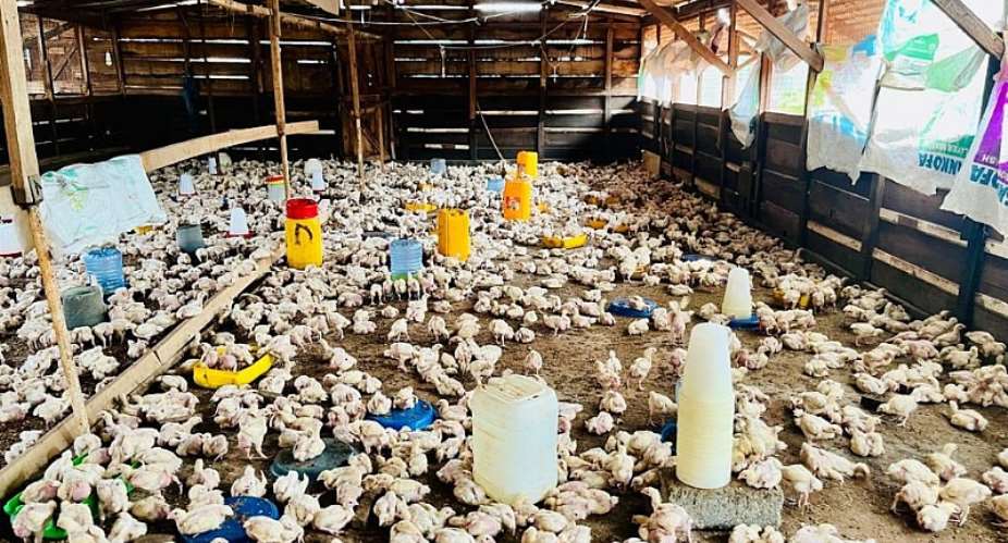 Nkoko Nketenkete: The Feathers We Gave, the Feed We Forgot