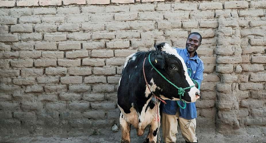 In Mbeya, Tanzania, a dairy farmer stands with his bull, a superior crossbreed identified through genomic and historic performance data gathered by scientists from ILRI and partners. These adaptive and climate resilient crossbreeds are being made available to farmers through either artificial insemination or community breeding programs. Photo ILRI/K Dhanj.