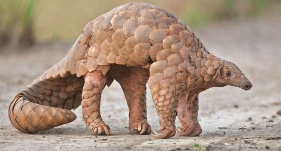 Why The Need For Global Conservation Of Pangolins?