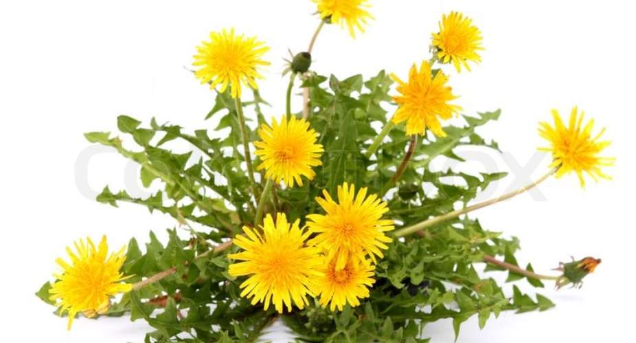 The Usefullness Of The Dandelion Plant In Boosting The Immune System
